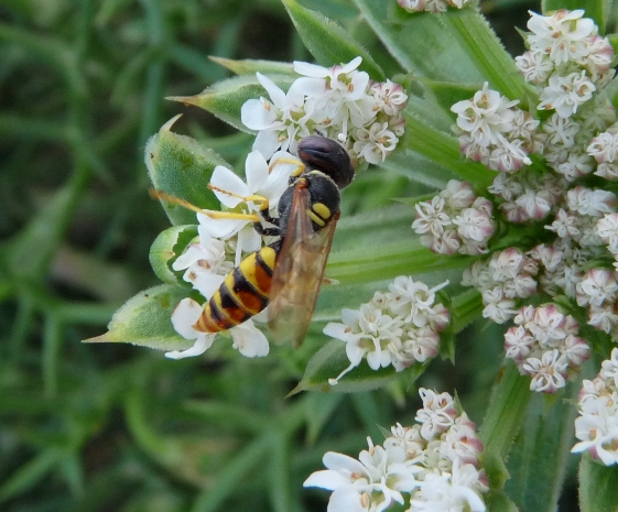 Philanthus triangulum e Philanthus venustus (Crabronidae)